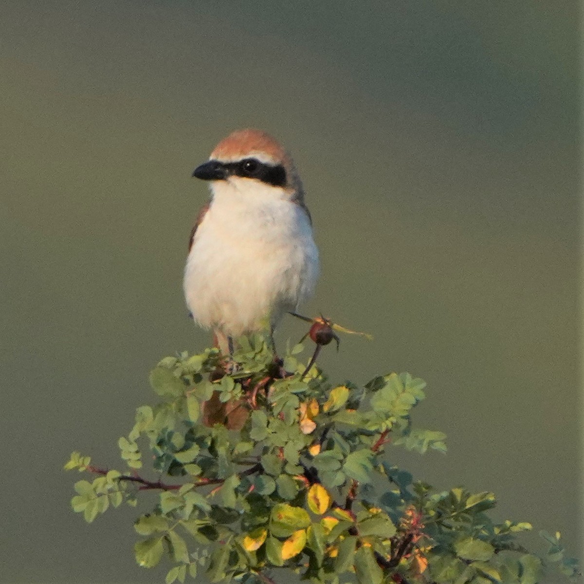 Red-tailed Shrike - ML593415301