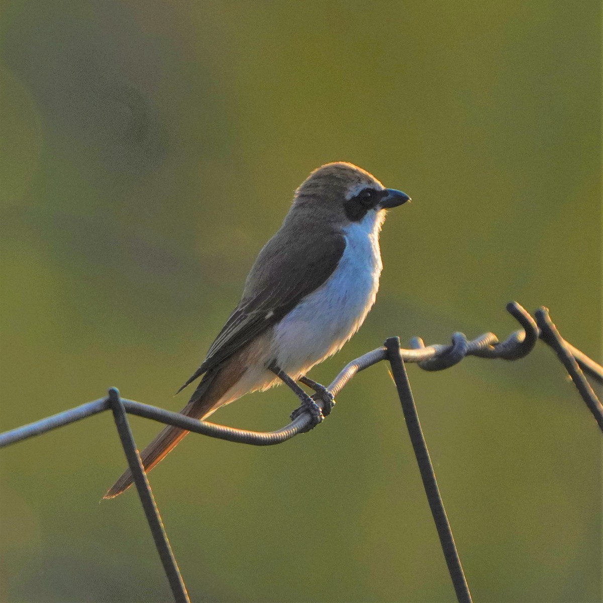 Red-tailed Shrike - ML593415341