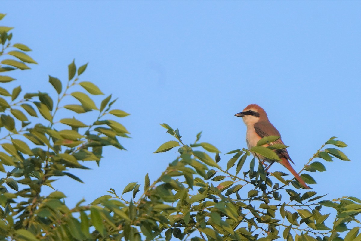 Red-tailed Shrike - ML593415351