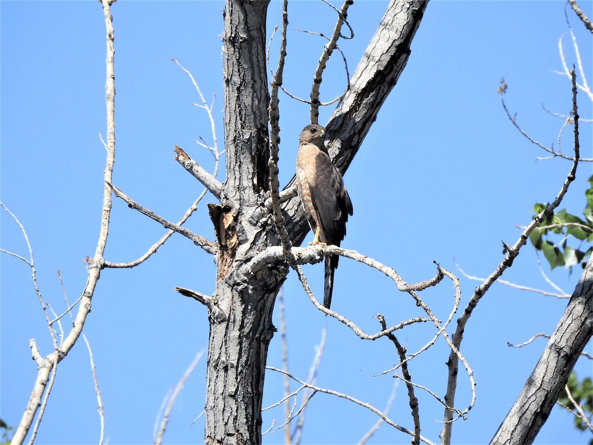 Cooper's Hawk - ML593415951