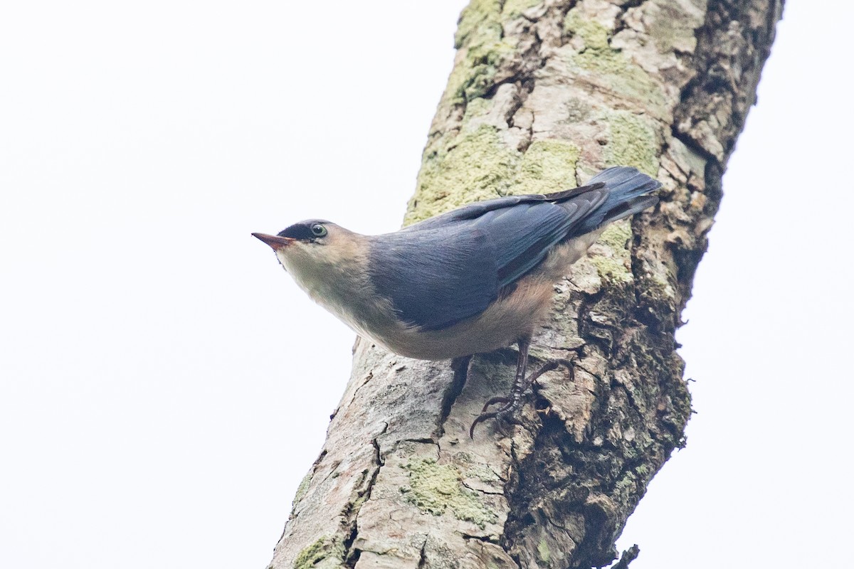 Velvet-fronted Nuthatch - ML593416311