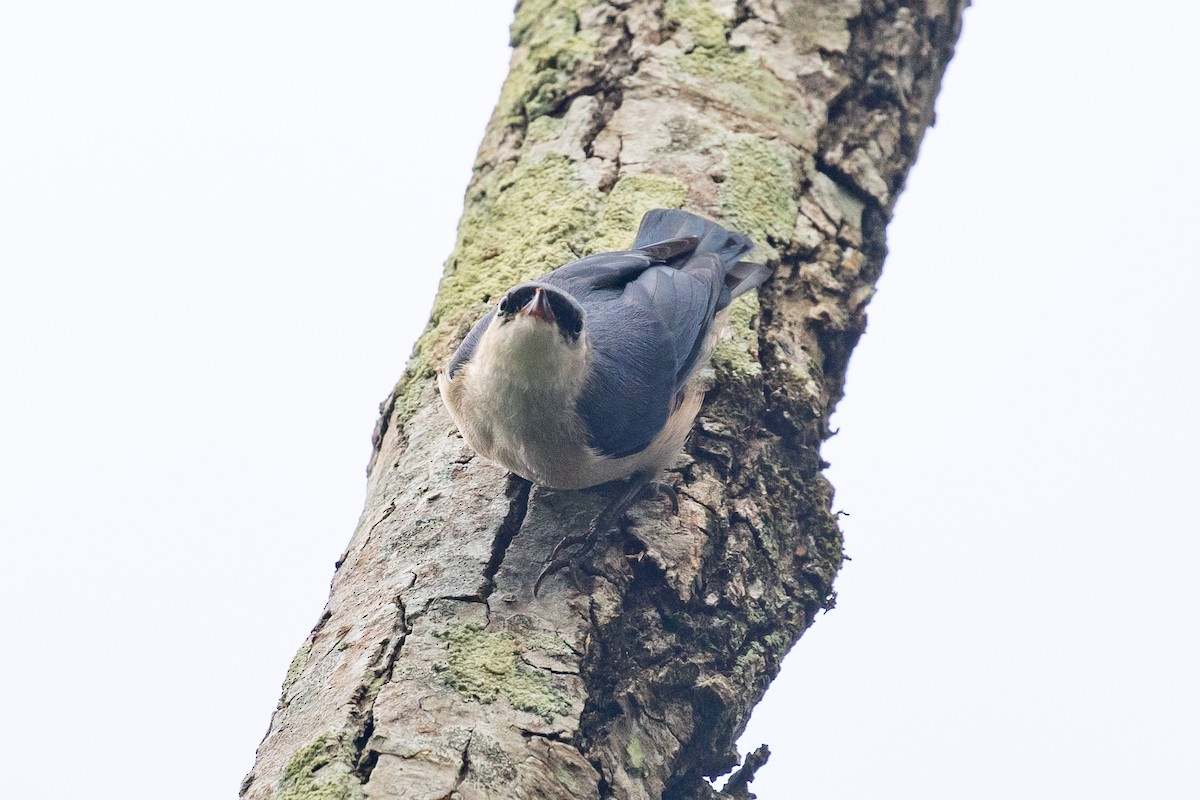 Velvet-fronted Nuthatch - ML593416331