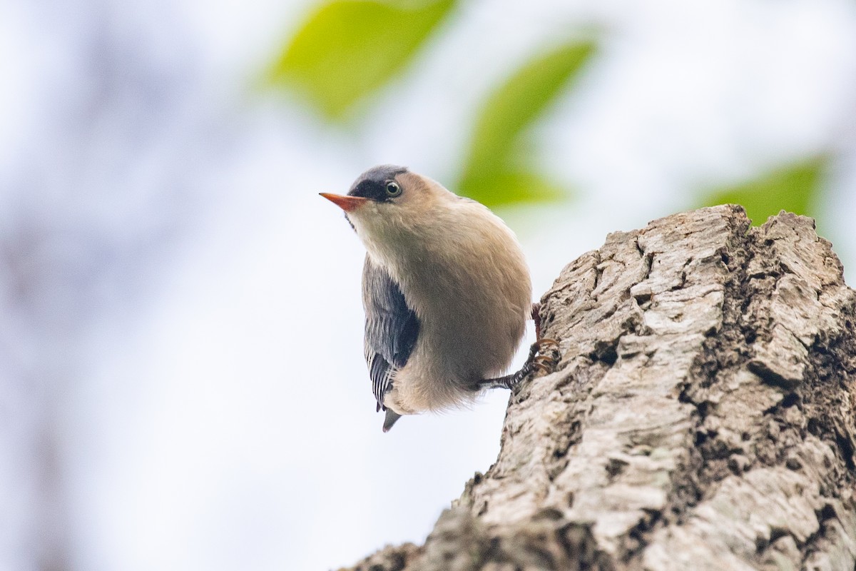 Velvet-fronted Nuthatch - ML593416371