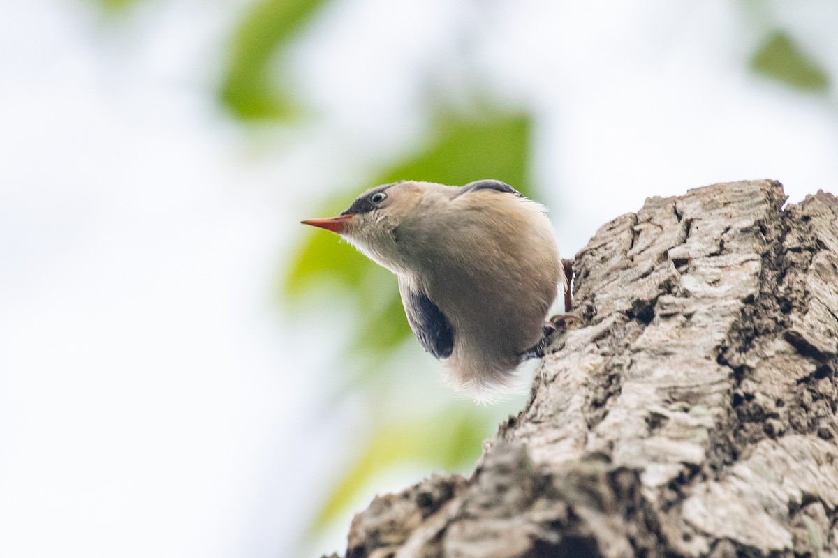 Velvet-fronted Nuthatch - ML593416411