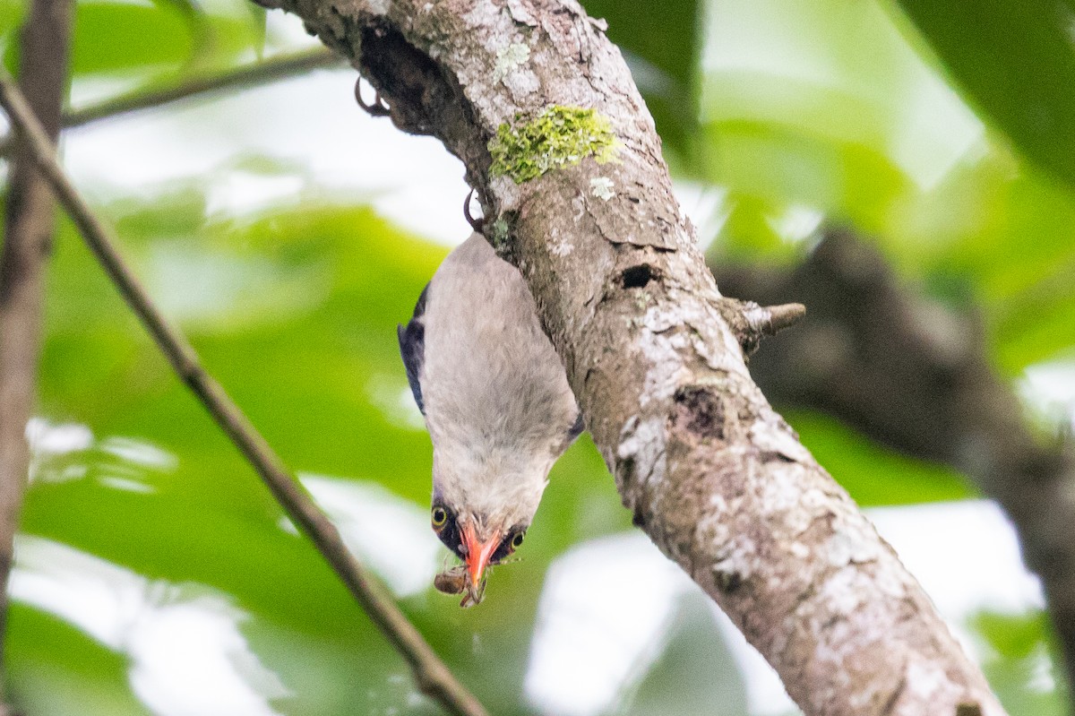 Velvet-fronted Nuthatch - ML593416441