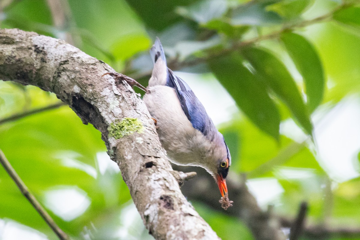 Velvet-fronted Nuthatch - ML593416461