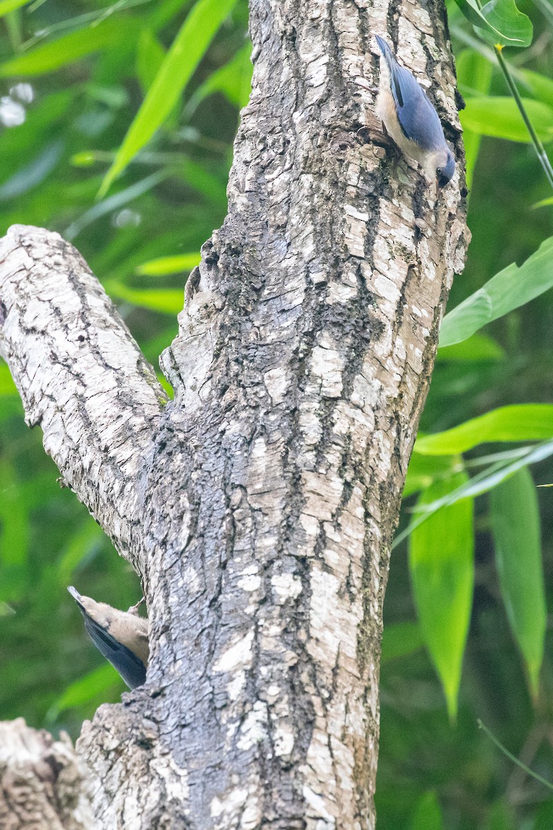 Velvet-fronted Nuthatch - ML593416471