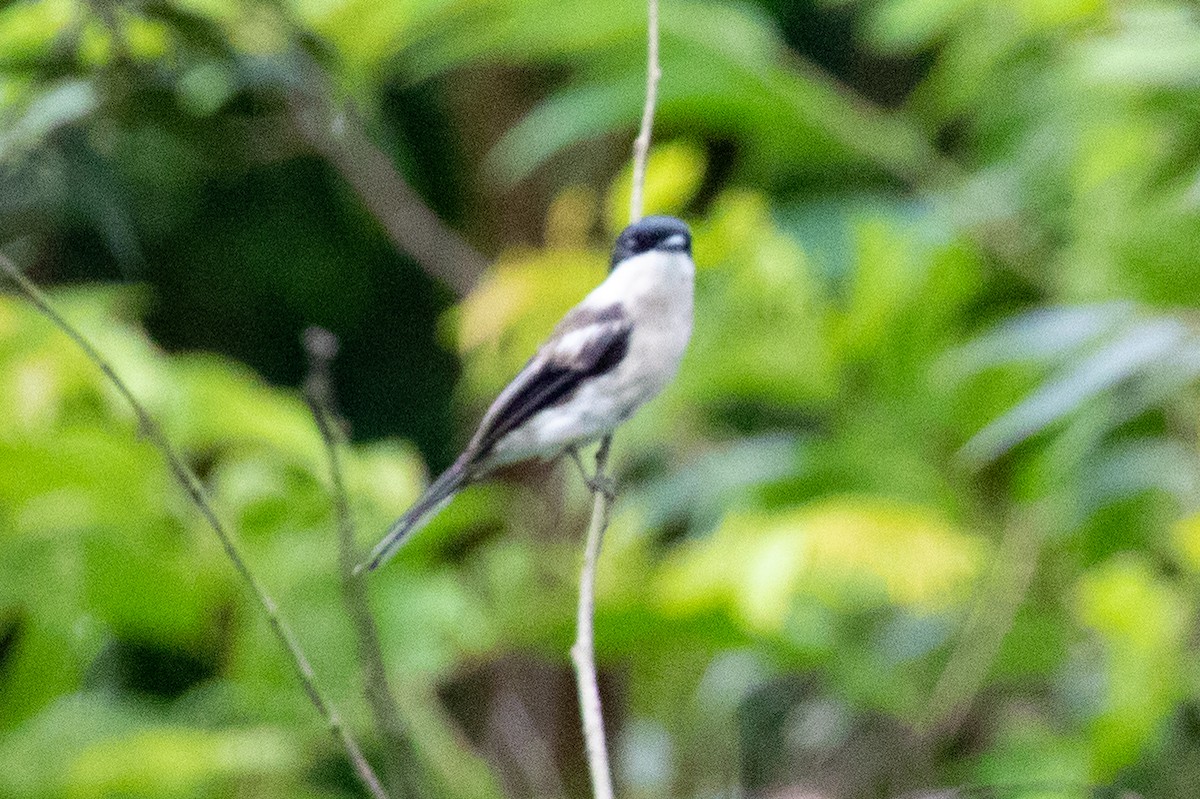 Bar-winged Flycatcher-shrike - ML593416671