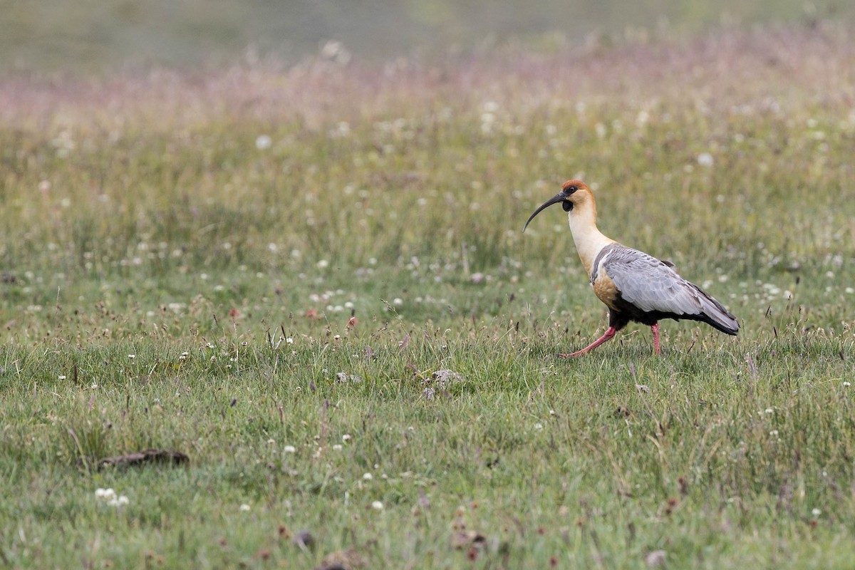 patagoniaibis - ML593416781