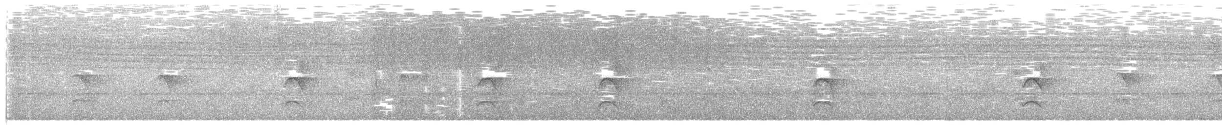 Weißflanken-Ameisenschlüpfer - ML593416891
