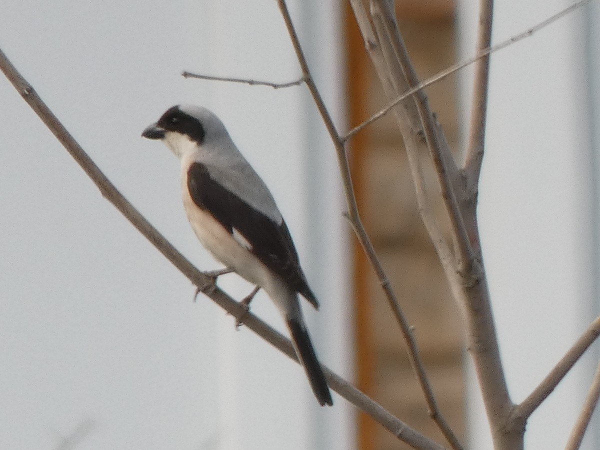 Lesser Gray Shrike - ML593417181