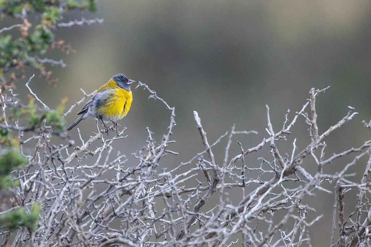 Gray-hooded Sierra Finch - ML593417901