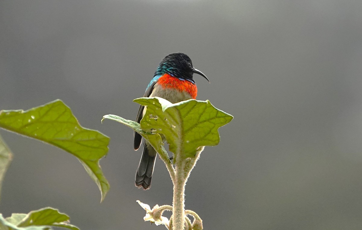 Eastern Double-collared Sunbird - ML593418241