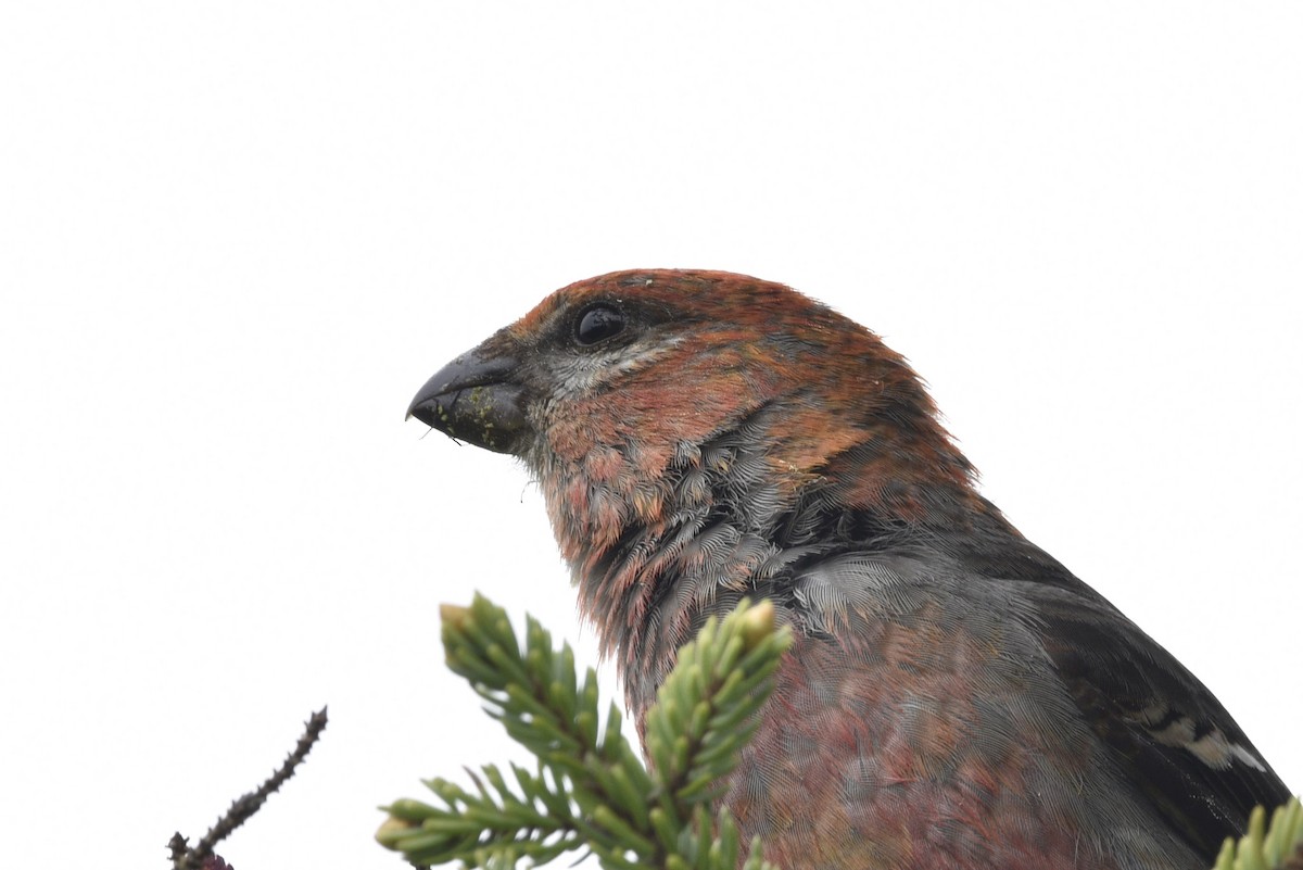 Pine Grosbeak - ML593418691