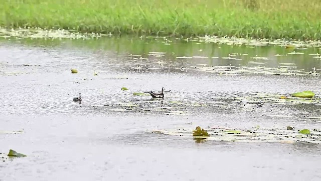 Pheasant-tailed Jacana - ML593419021