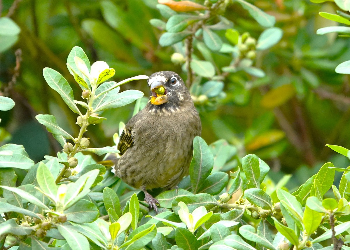 Thick-billed Seedeater - ML593419091