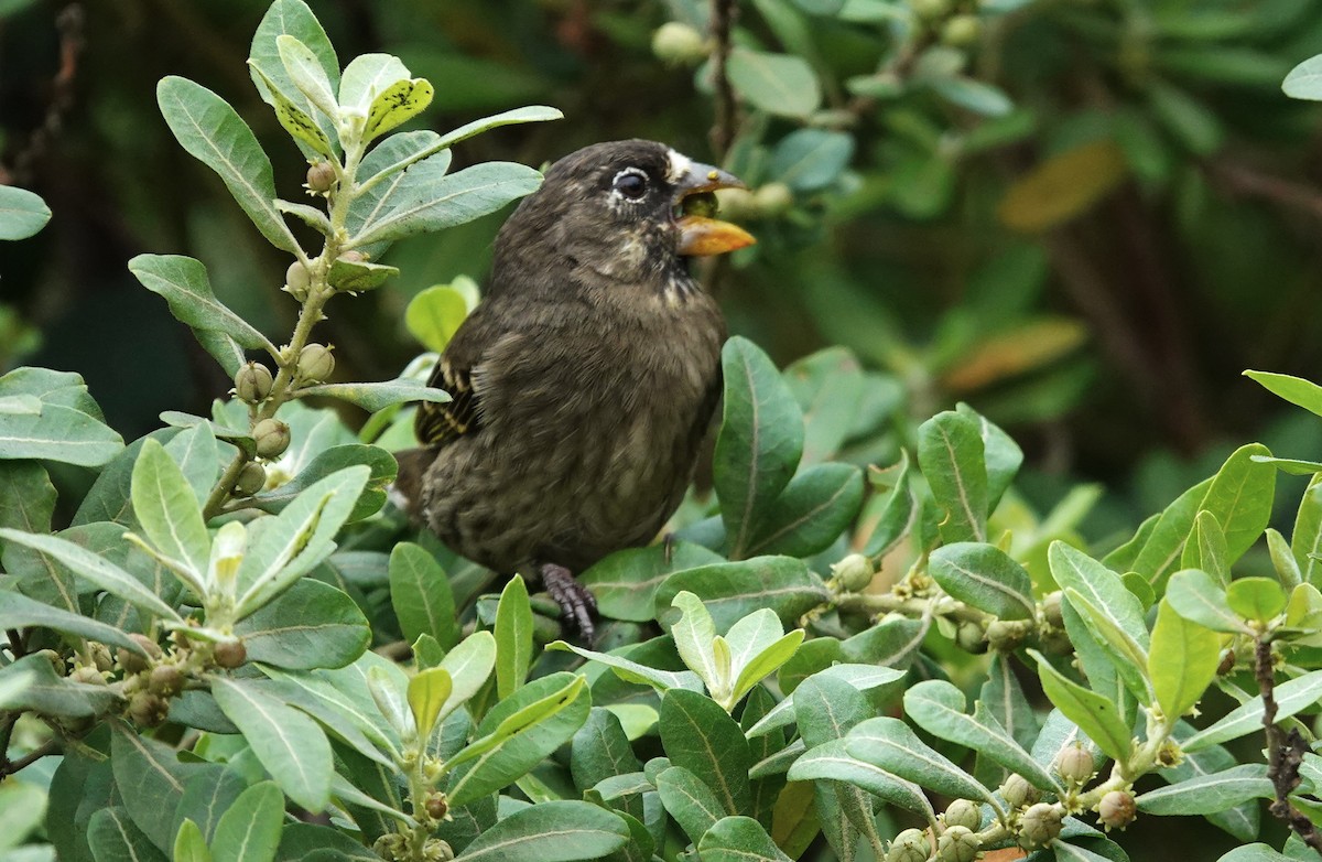 Thick-billed Seedeater - ML593419561