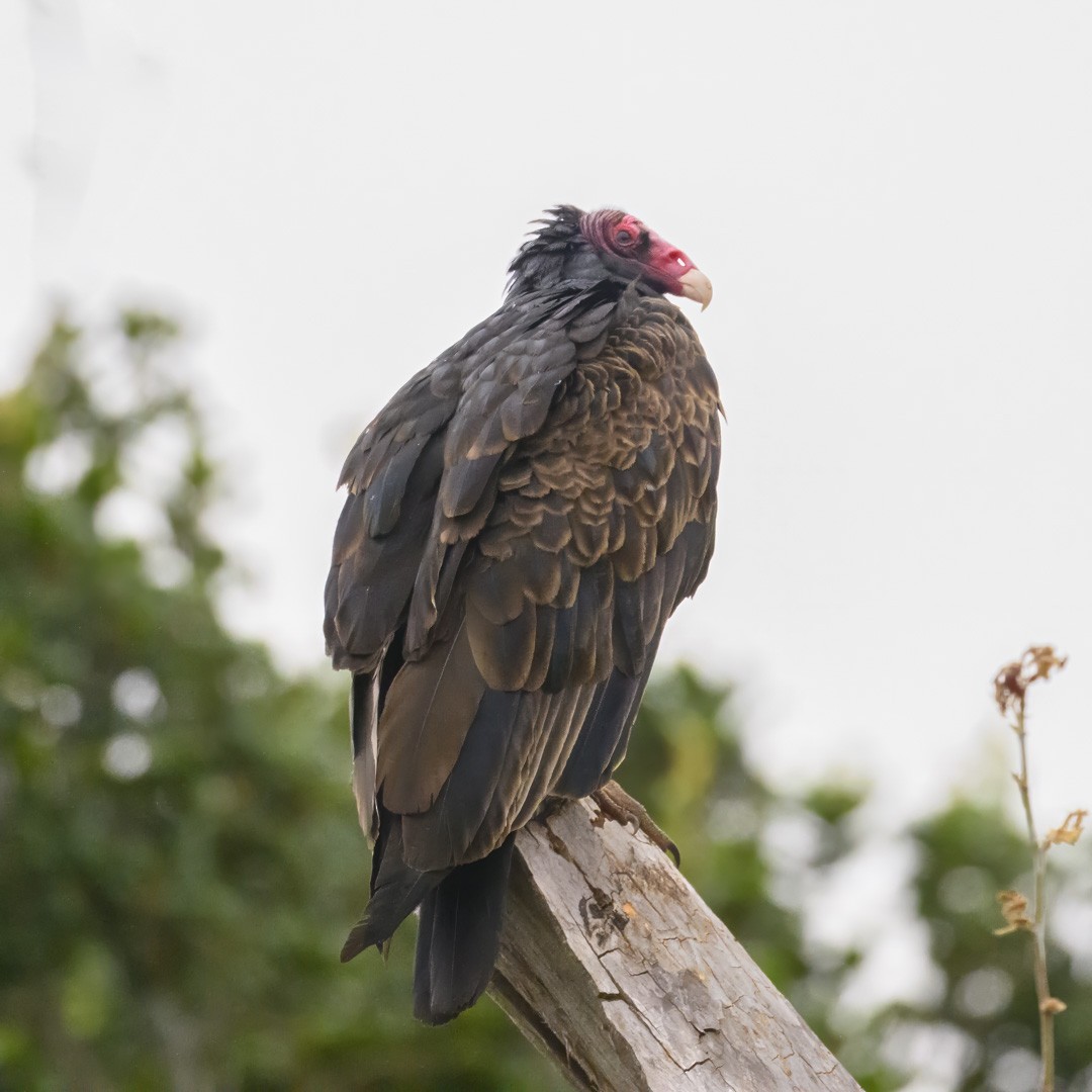 Turkey Vulture - ML593420051