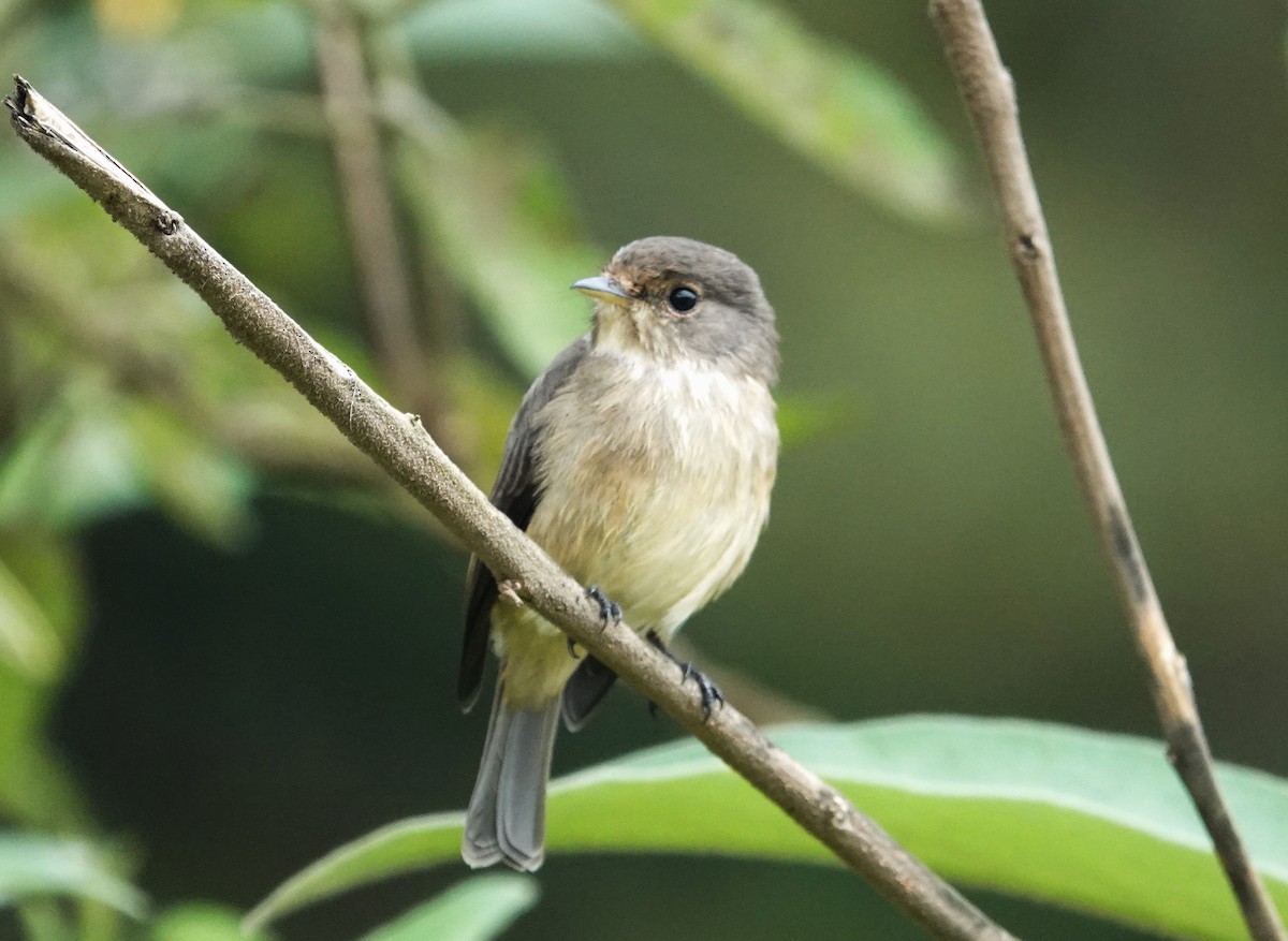 African Dusky Flycatcher - ML593421161