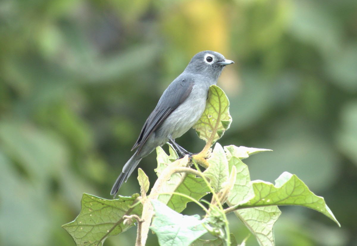 Gözlüklü Drongo Sinekkapanı - ML593421511