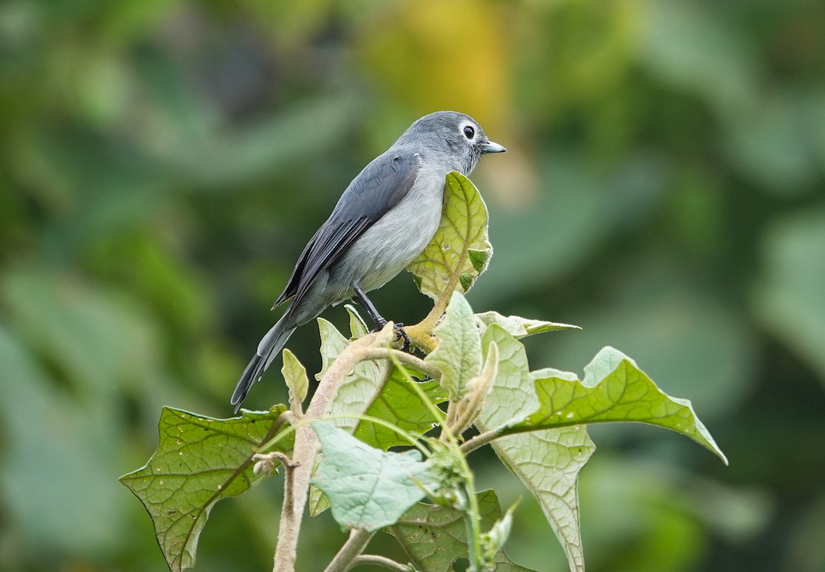 Gözlüklü Drongo Sinekkapanı - ML593421901