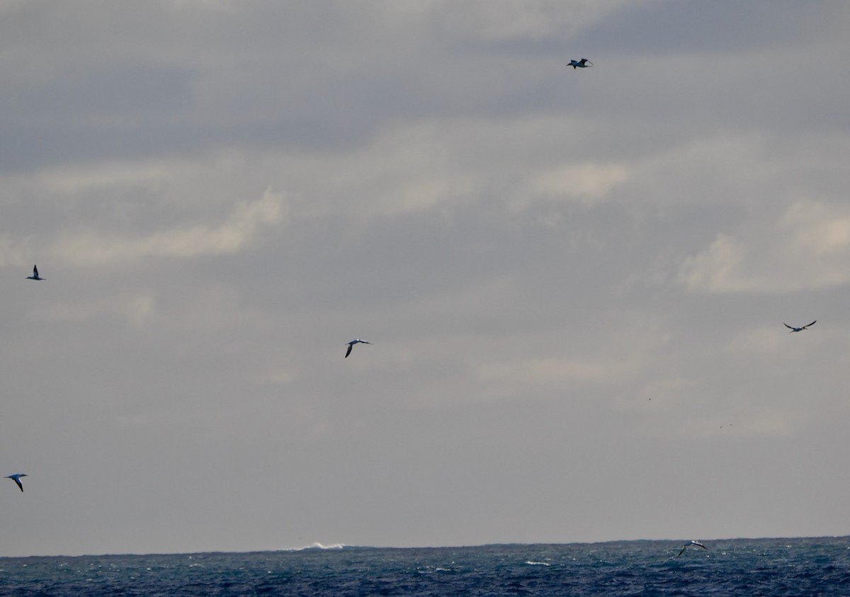 Australasian Gannet - Ken Glasson