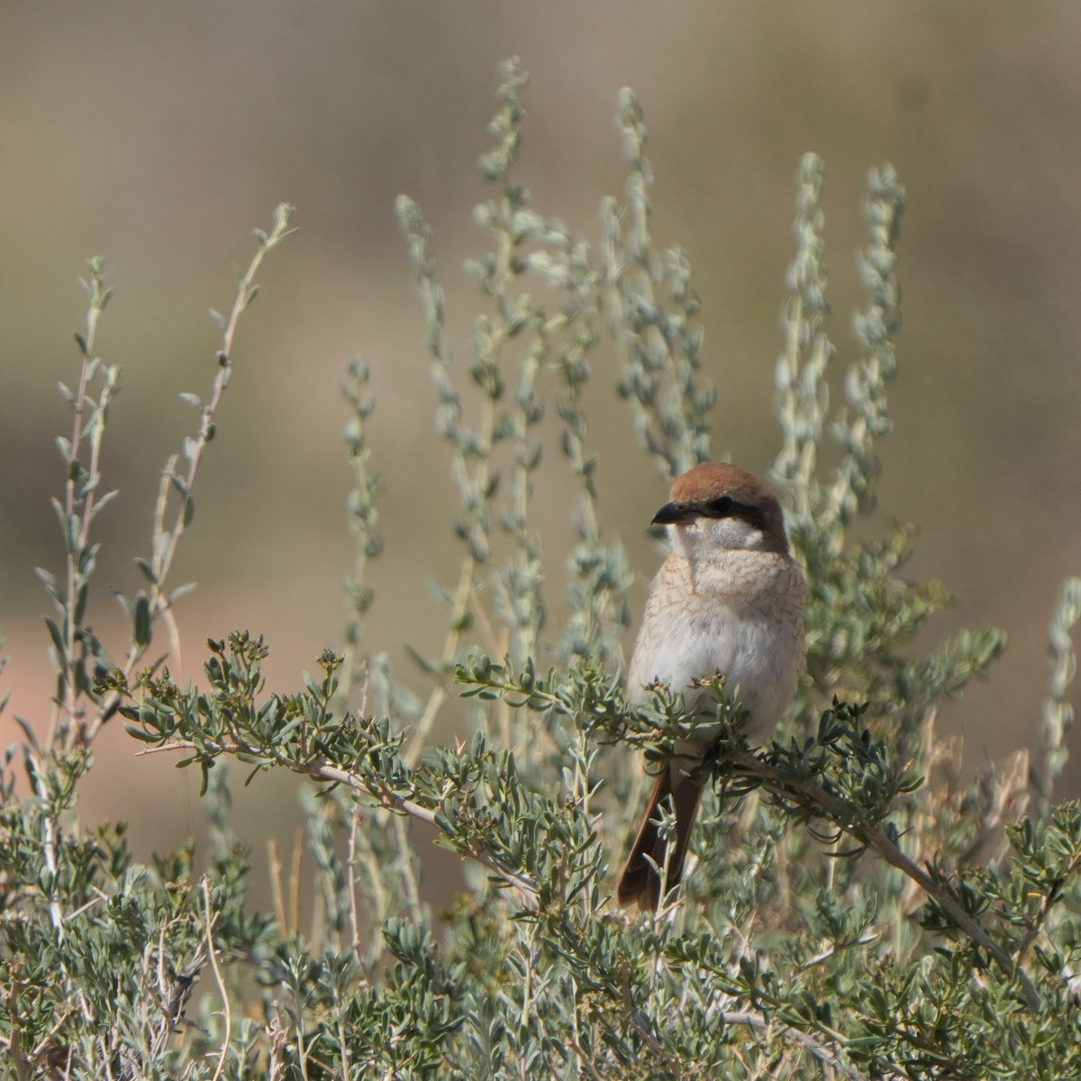 Red-tailed Shrike - Jörg Albert