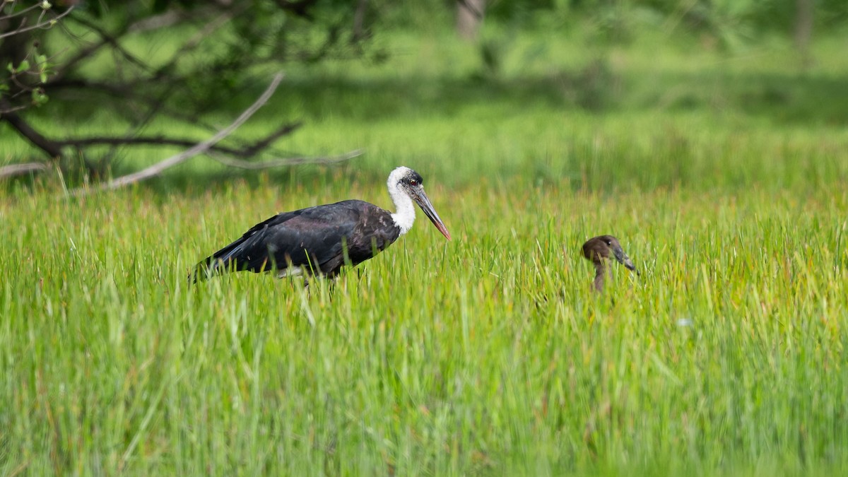 African Woolly-necked Stork - ML593422941