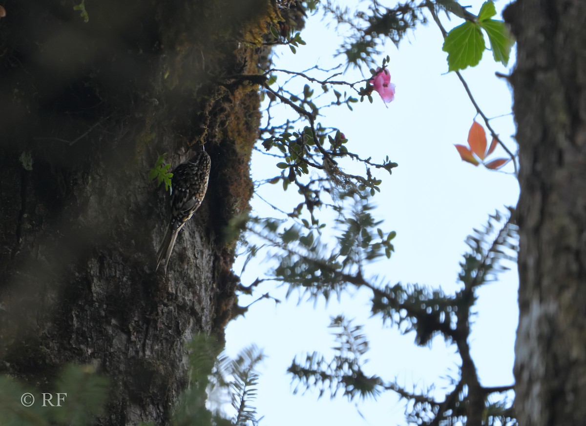 Sichuan Treecreeper - ML593423821