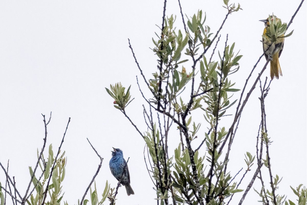 Bullock's Oriole - marlin harms