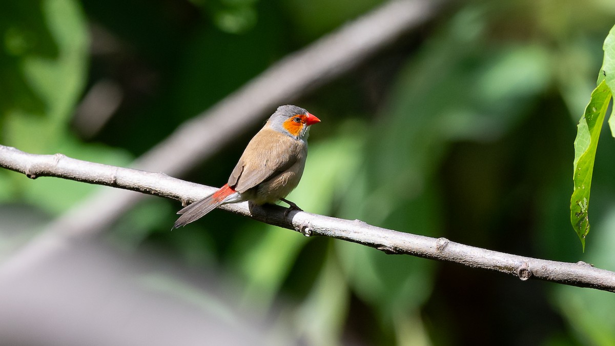 Orange-cheeked Waxbill - ML593424841