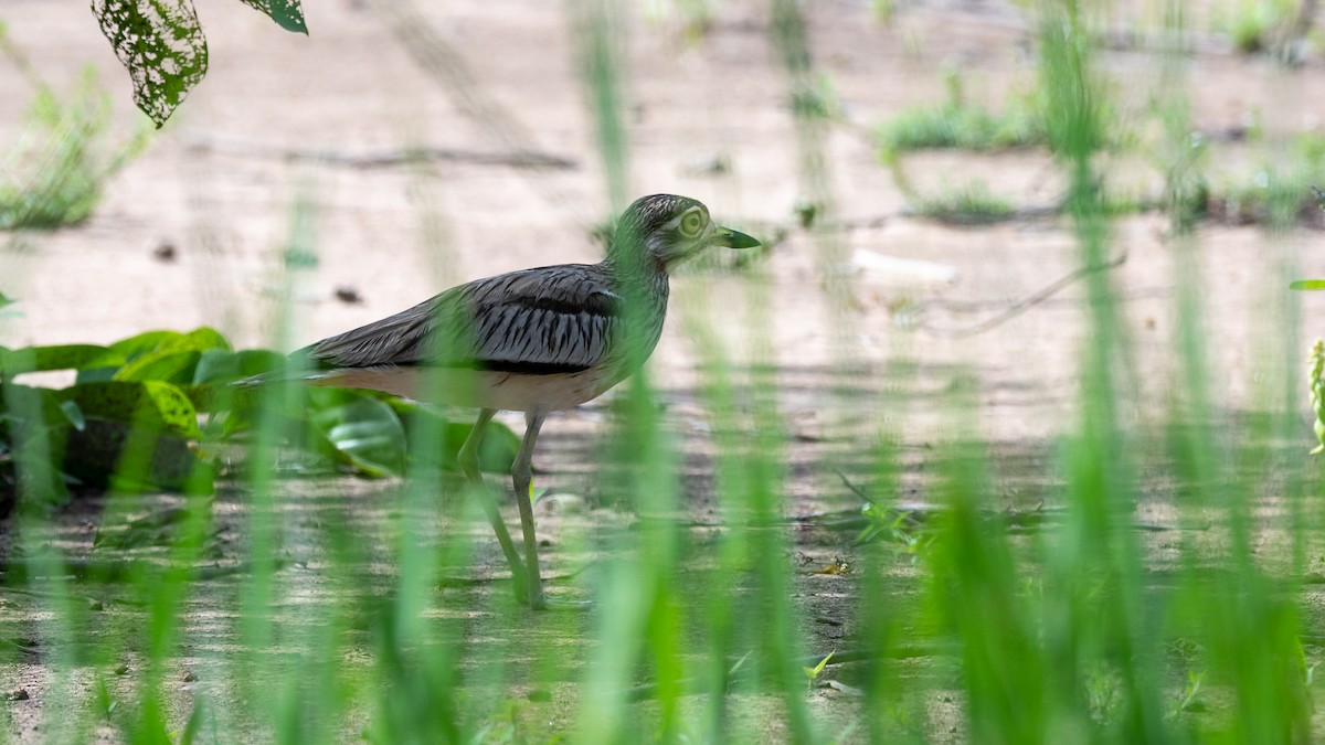 Senegal Thick-knee - ML593424871