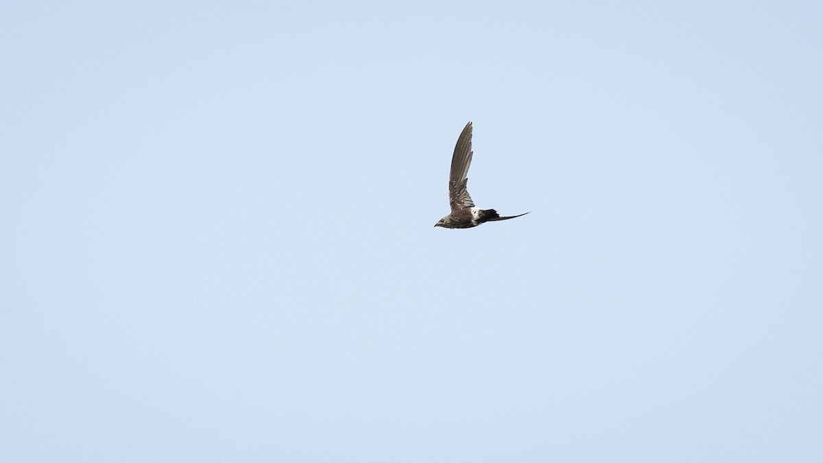 Mottled Spinetail - Mathurin Malby