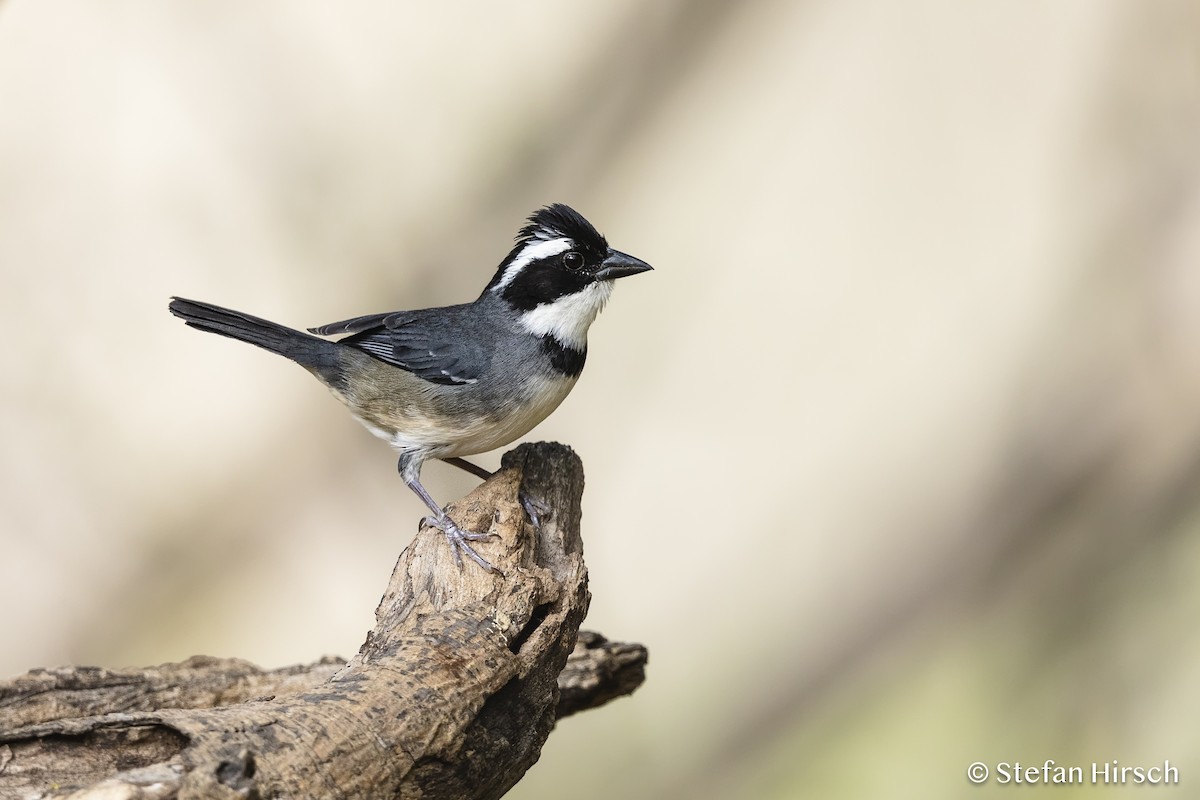 Black-capped Sparrow (Black-capped) - ML593425761