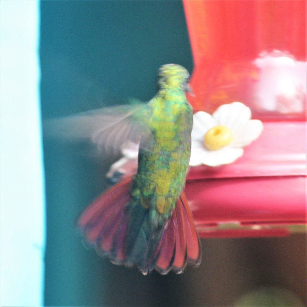 kolibřík lesklý - ML59342641