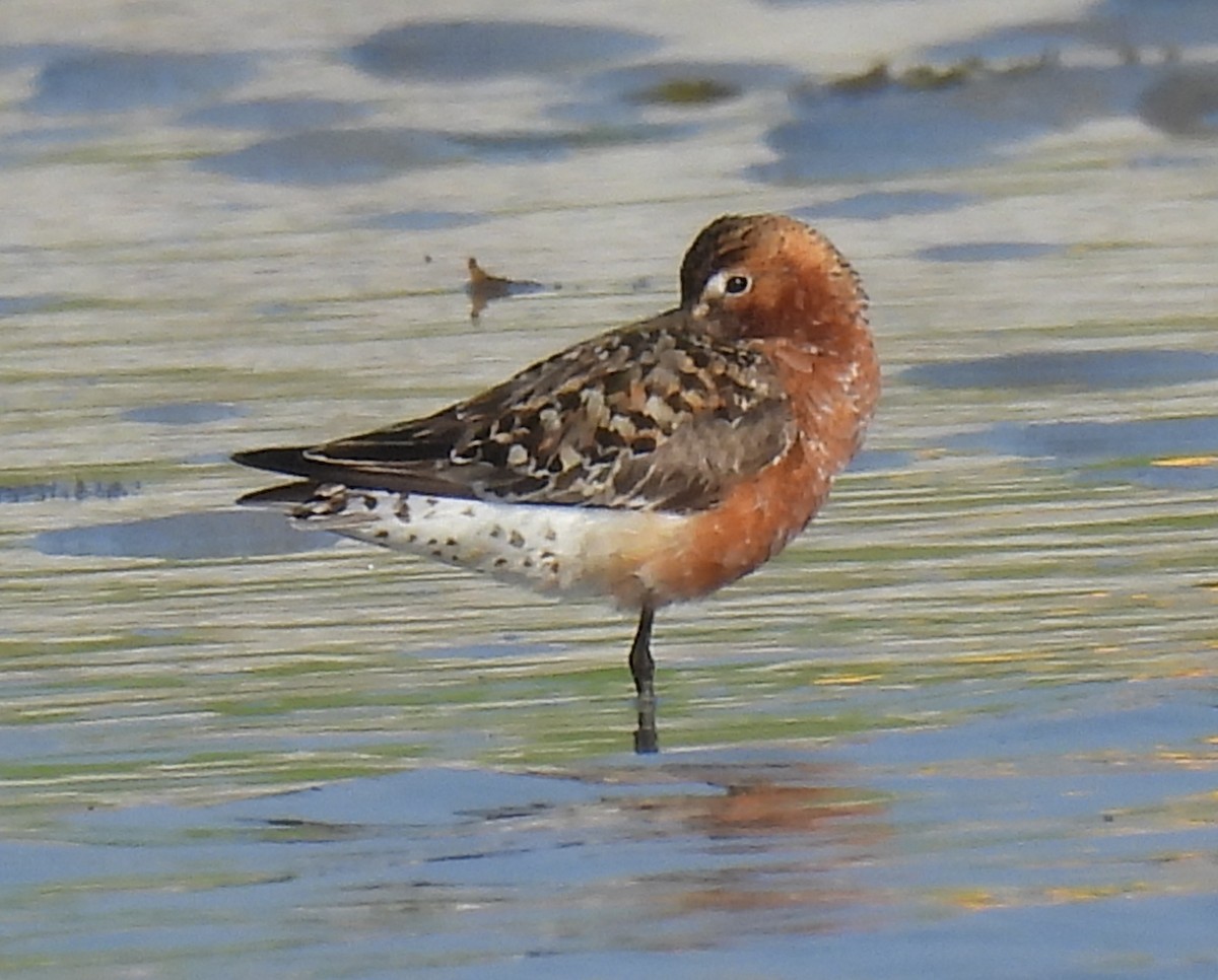 Curlew Sandpiper - Lisa Schibley