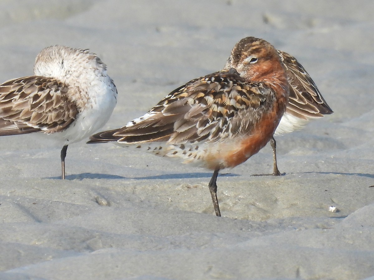 Curlew Sandpiper - Lisa Schibley