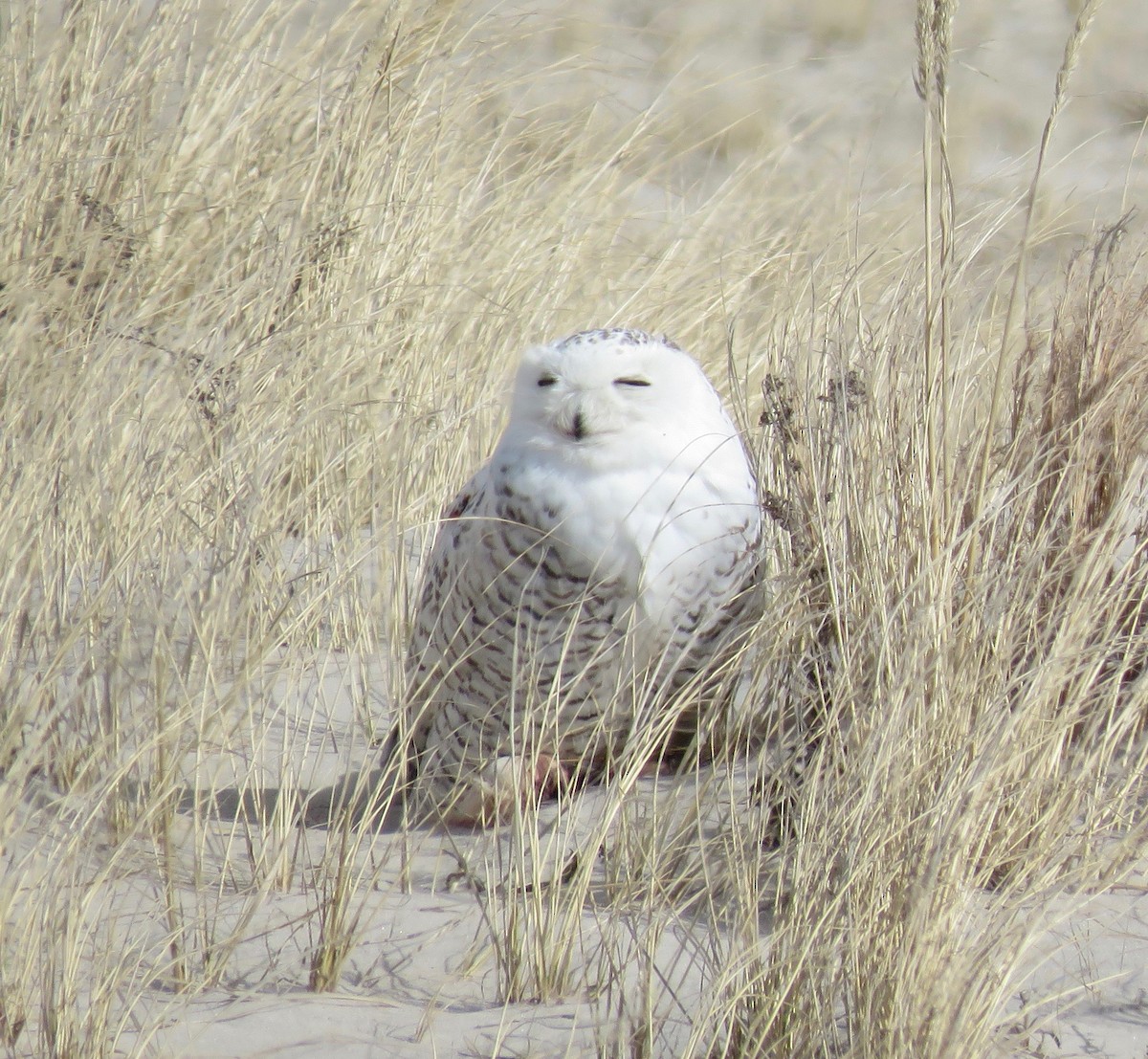 Snowy Owl - ML593427571