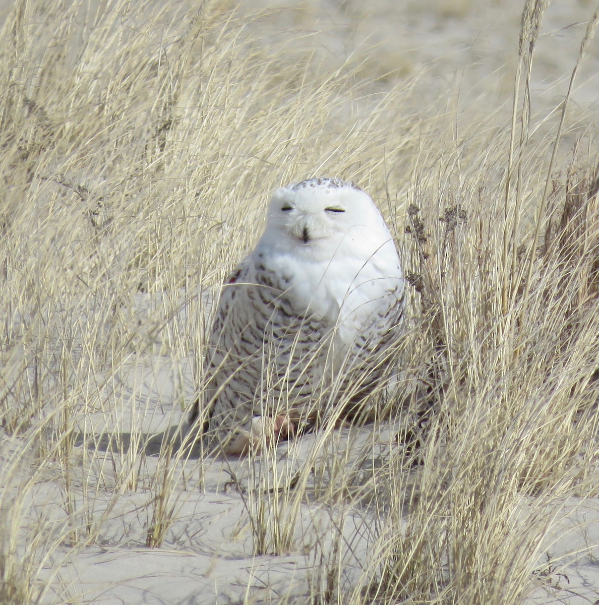 Snowy Owl - ML593427581