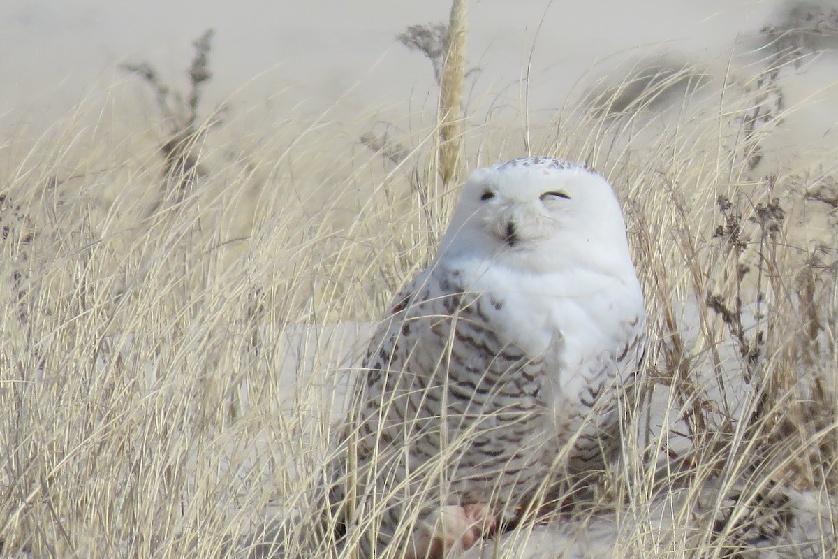 Snowy Owl - ML593427601