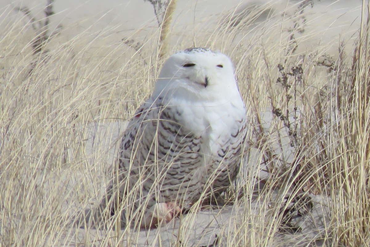 Snowy Owl - ML593427611