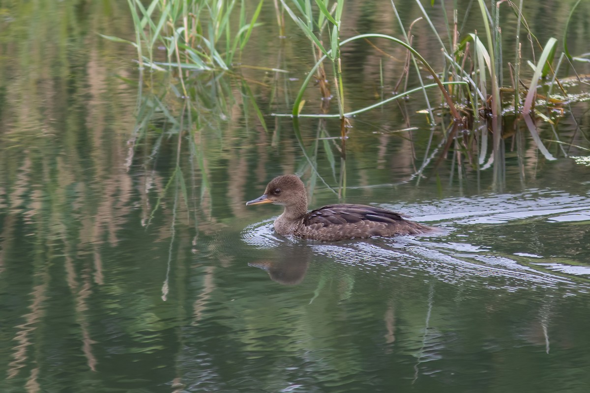 Hooded Merganser - ML593428851