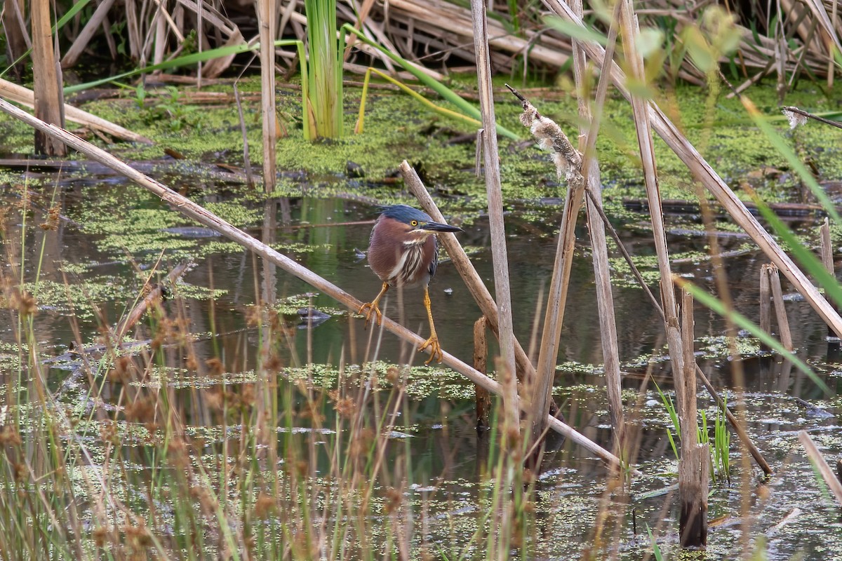 Green Heron - ML593428891