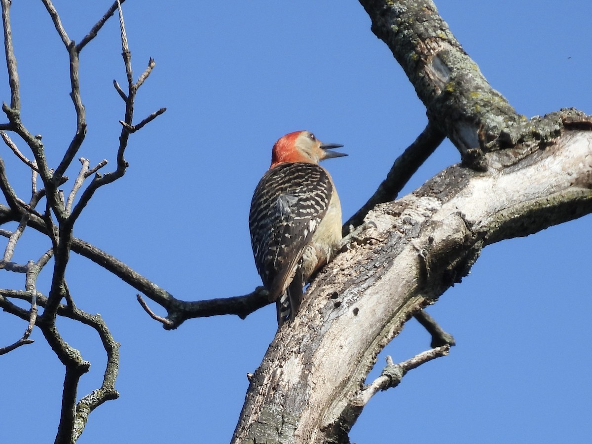 Red-bellied Woodpecker - Stan Arnold