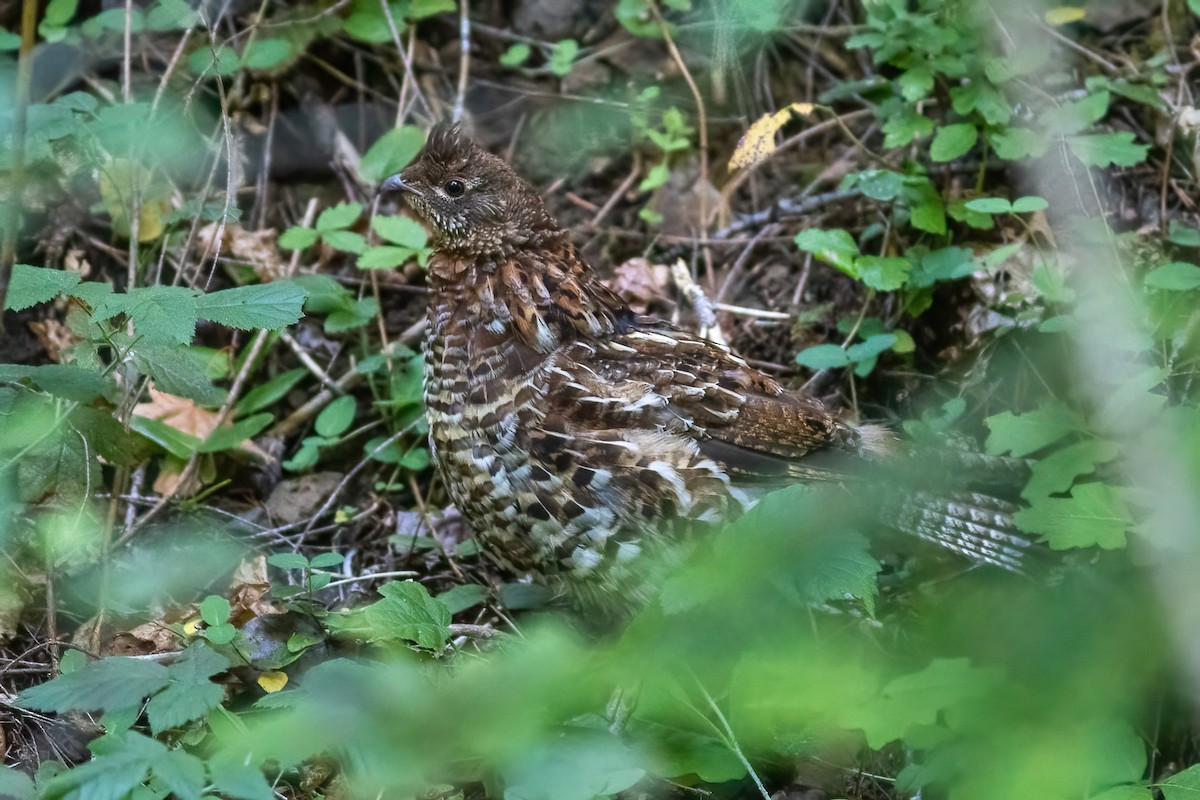 Ruffed Grouse - ML593429061