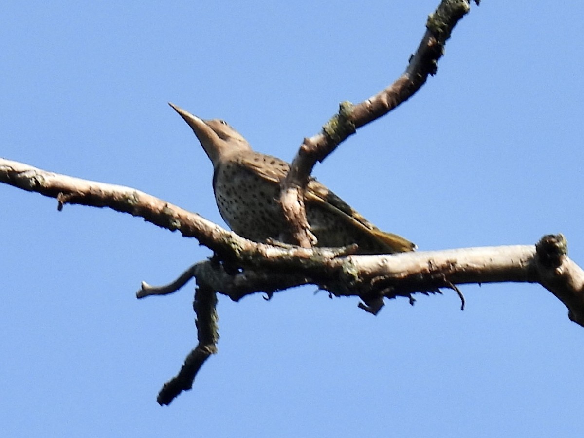 Northern Flicker - Stan Arnold