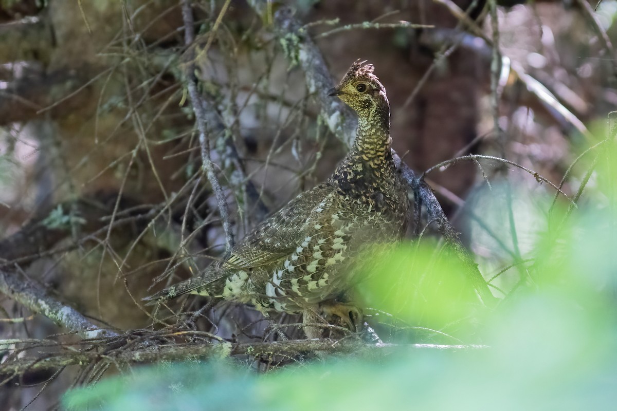 Sooty Grouse - ML593429201