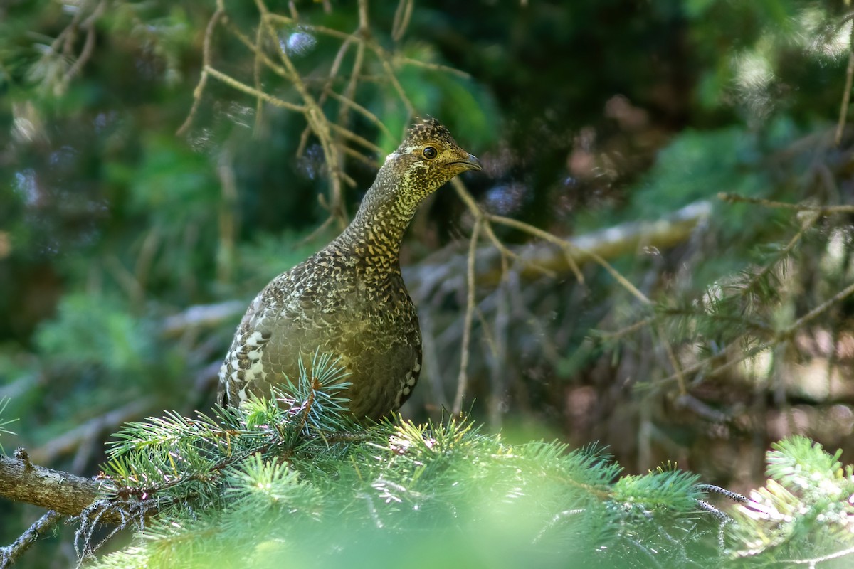 Sooty Grouse - ML593429211