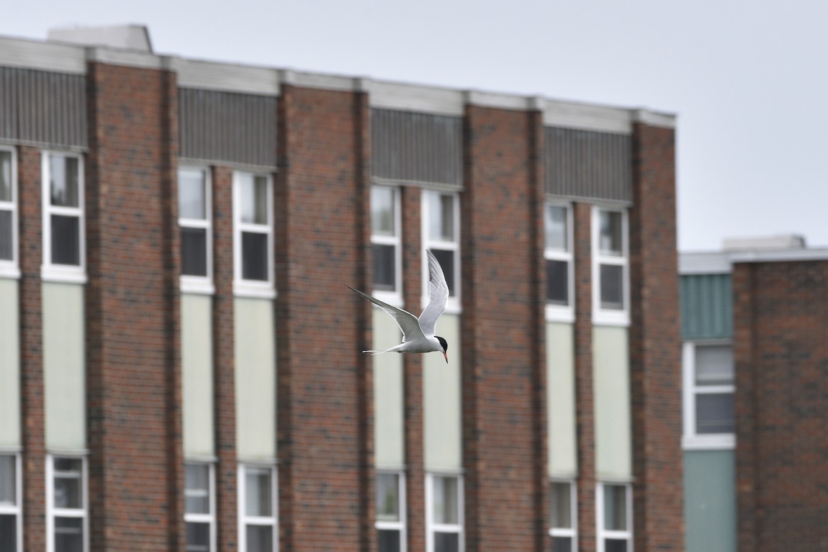 Common Tern - Darren Dewitt