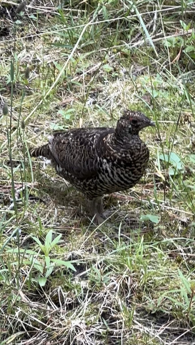 Spruce Grouse - ML593430061